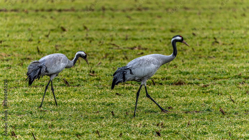 Fototapeta premium zwei Kraniche auf einer grünen Wiese
