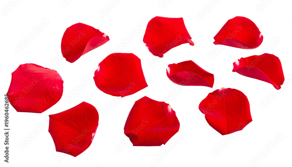 Fototapeta premium A collection of vibrant red rose petals scattered across a solid black background