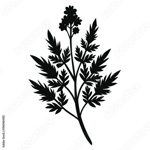 Photography vector silhouette of a artemisia ludoviciana flower