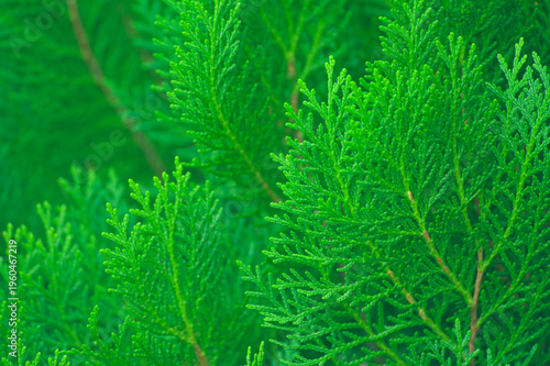 The leaves of Platycladus orientalis are bright green, making them ideal for use as details, backgrounds, and close-up shots of natural outdoor plant surfaces.