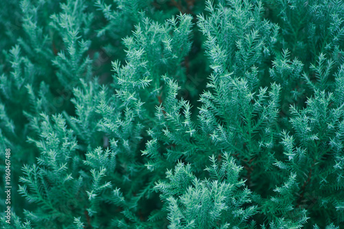 The leaves of Juniperus scopulorum are a vibrant bluish-green, making them ideal for use in details, backgrounds, and close-up shots of natural outdoor plant surfaces.
