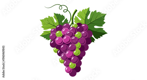 Fresh Bunch of Ripe Purple and Green Grapes with Leaves on White Background