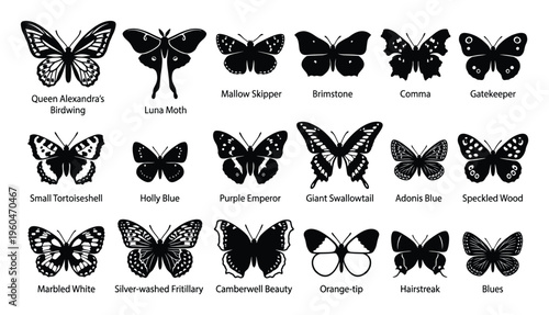 Collection of various butterfly and moth species silhouettes providing a comprehensive visual guide for educational materials and biology reference illustrating diverse insect fauna for