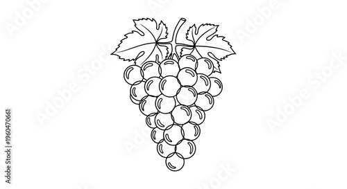 Grape Bunch Drawing: Fresh Fruit Illustration, Healthy Food, Organic Produce, Vineyard Harvest