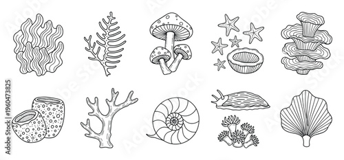 Outlined set of diverse nature elements presenting sea creatures, marine corals, and woodland fungi, useful for educational content, creative endeavors, or biological study guides.