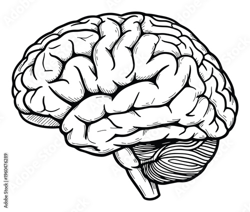 Anatomical representation of the human brain showcasing its intricate folds and structures, perfect for medical education, scientific research, and health awareness content.