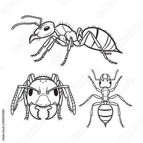 Bullet Ant Giant Mandible Three View Bold Line Art Vector Set