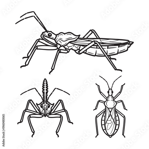 Assassin Bug Piercing Beak Three View Bold Line Art Vector Set