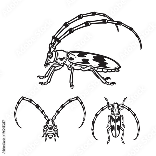 Longhorn Beetle Giant Antenna Three View Bold Line Art Vector Design