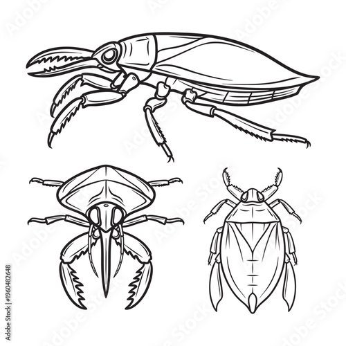 Giant Water Bug Raptorial Leg Three View Bold Line Art Vector Set