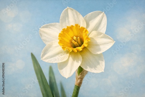 Single white daffodil flower with yellow center on soft blue background delicate spring bloom concept