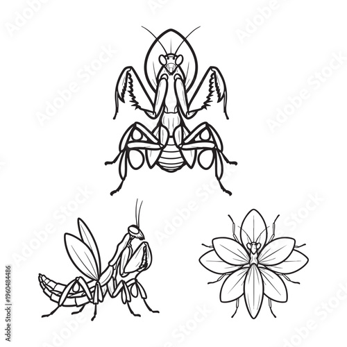 Orchid Mantis Petal Leg Flower Three View Bold Line Art Vector Design
