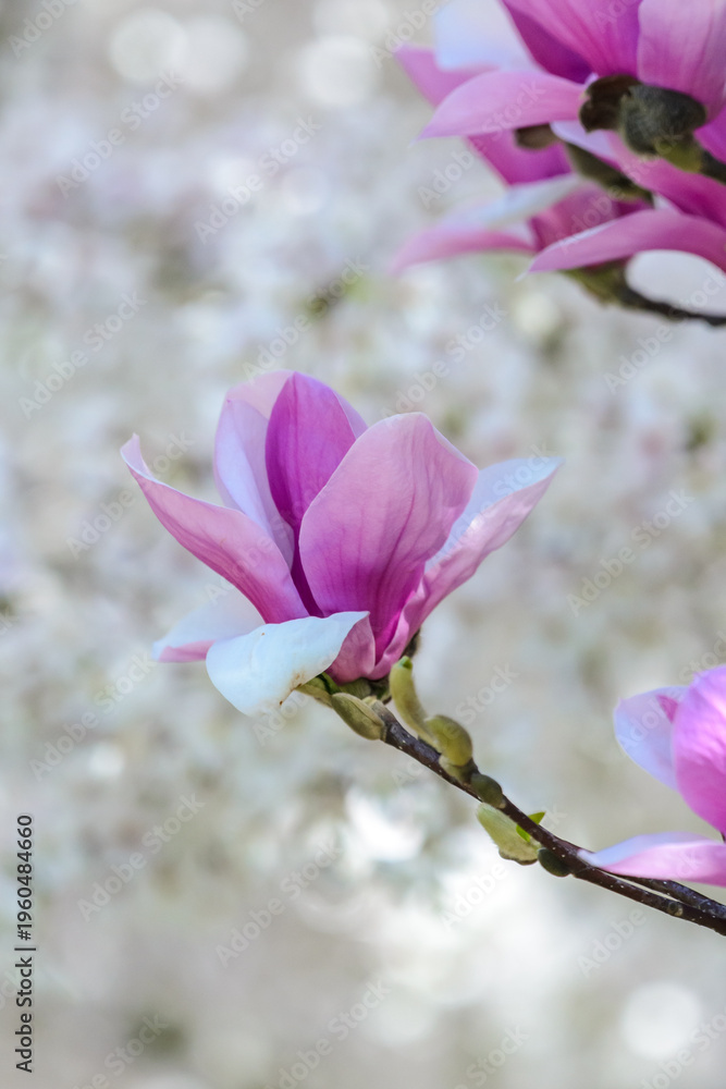 Fototapeta premium magnolia tree blossom