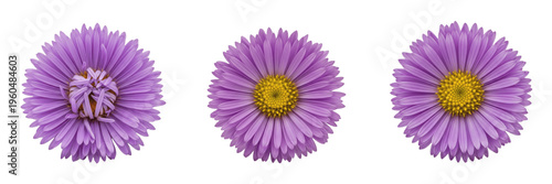 Foto Three vibrant purple aster flowers with yellow centers isolated on a clean white background set
