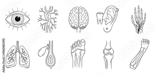Collection of human anatomy diagrams including eye, brain, lungs, bones, ear, and nervous system branches suitable for medical, educational, and spiritual themes