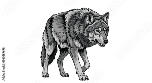 Majestic grey wolf with thick fur and intense eyes walks forward in a detailed black and white artistic animal illustration.