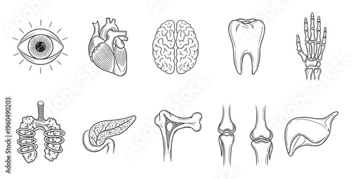 Collection of detailed human anatomical line drawings featuring internal organs, bones, and sensory structures for medical education and biological science study materials