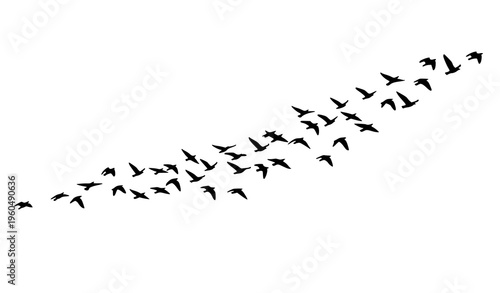 Minimalist flock of migrating birds silhouette in V formation isolated on white background vector illustration