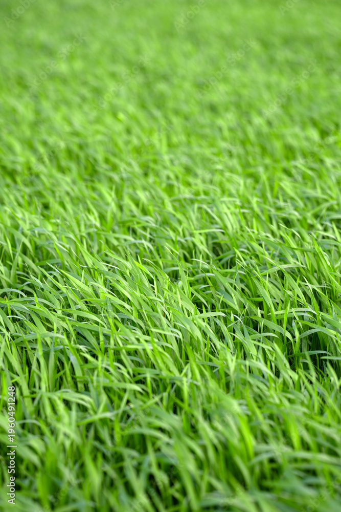 Fototapeta premium Green lawn with Grass. Field of green Grass. Grass texture. Grass wallpaper.