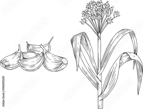 Hand Drawn Garlic Plant With Cloves Isolated White Background Line food ingredient