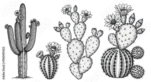 Hand-drawn Desert Cacti Collection: Saguaro, Prickly Pear, Barrel Cacti with Flowers