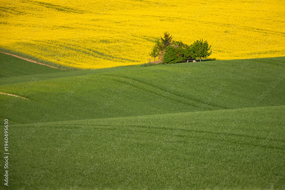 Fototapeta premium Gorgeous rural landscape with green sunny spring hills. South Moravia region, Czech Republic