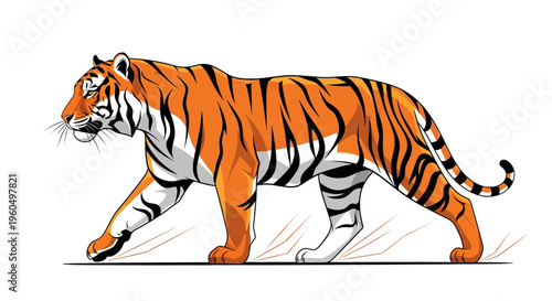 Tiger walking with orange fur.