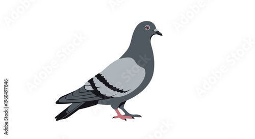 Gray Pigeon Bird Closeup Side View.