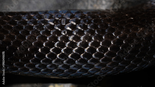 Εκτύπωση καμβά Snakeskin scales
