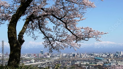 Wallpaper Mural 桜満開の呉羽山展望台から冠雪の北アルプスと北陸新幹線上り列車と富山市市街地眺望 Torontodigital.ca