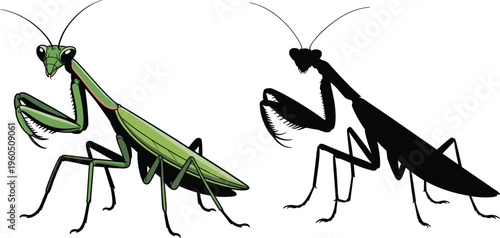 Praying mantis illustration realistic and silhouette insect comparison. Green mantis and black silhouette insect vector design.