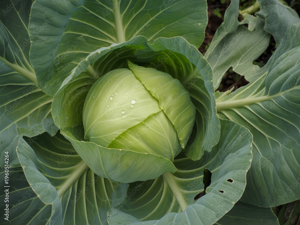 Obraz premium Fresh green cabbage growing in garden, organic vegetable head with water droplets, raw cabbage plant in soil, healthy agriculture and farming
