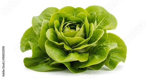 Fresh green lettuce leaves on white background healthy food concept with vibrant vegetable