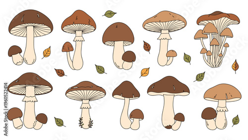 Variety of brown edible mushrooms with scattered colorful autumn leaves shown in a detailed botanical drawing style on white.