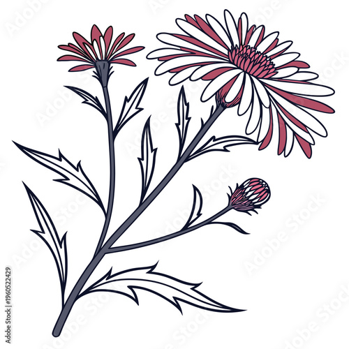 tansy aster line art vector