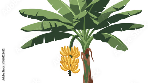 Tropical banana tree showcasing a large bunch of ripe yellow fruit hanging from green stems amidst broad emerald leaves.