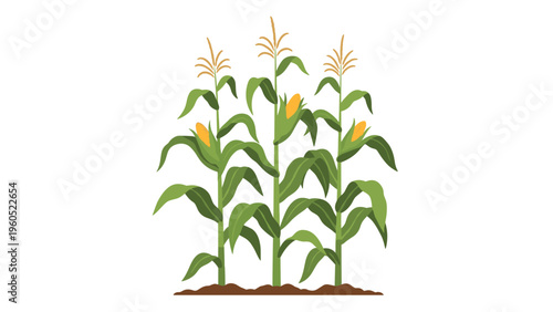 Rows of healthy corn plants growing in a fertile field with golden cobs visible among long green leaves and stalks.