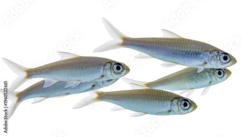 Cuadro en lienzo Five small slender silvery-blue finned fish swimming in a loose school, isolated