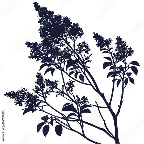 syringa josikaea flower silhouette vector on white
