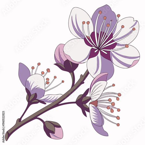 syringa josikaea on white