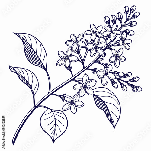syringa josikaea line art vector on white