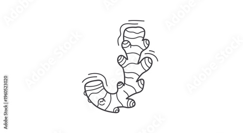 Minimalist line art illustration of a fresh ginger root plant rhizome organic spice herbal