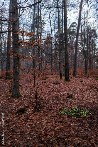 Morgens im Friedwald