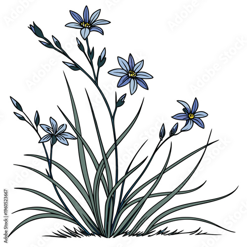 stiff blue eyed grass