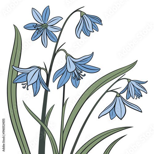 branch of siberian squill