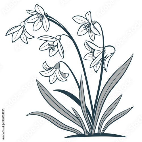 siberian squill line art flower vector isolated