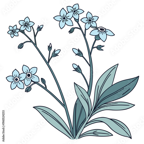 siberian bugloss flower line art on white