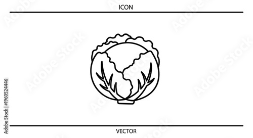 Minimalist vector outline of a fresh garden cabbage head, ideal for healthy eating themes and