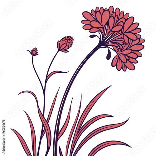 sea thrift red on white background