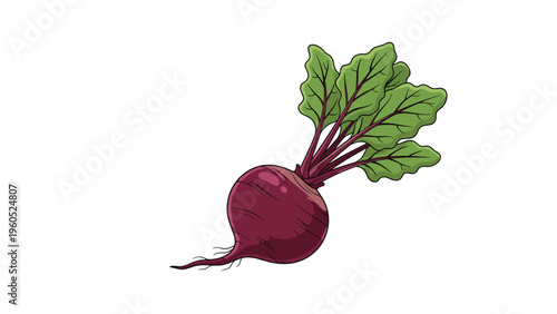 Healthy fresh whole beetroot with green leafy stems and a purple root isolated against a solid white background.